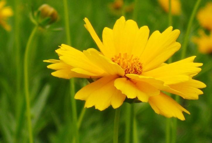 喜欢菊花,不如养精品名花重瓣银莲花,花色靓丽迷人如彩霞般绚丽