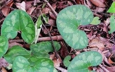这野草,人称“杜衡”,目前极为珍贵,遇见请认清,切勿当杂草|杜衡|野草|叶片|植物|根茎_新浪新闻