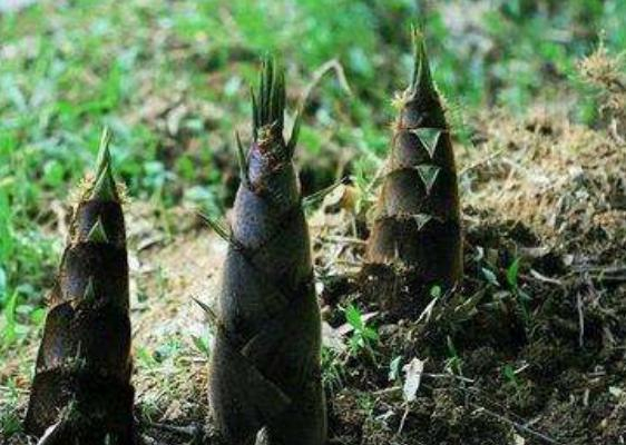 竹笋怎么种植才能实现高产?怎么施肥最好?进来看看
