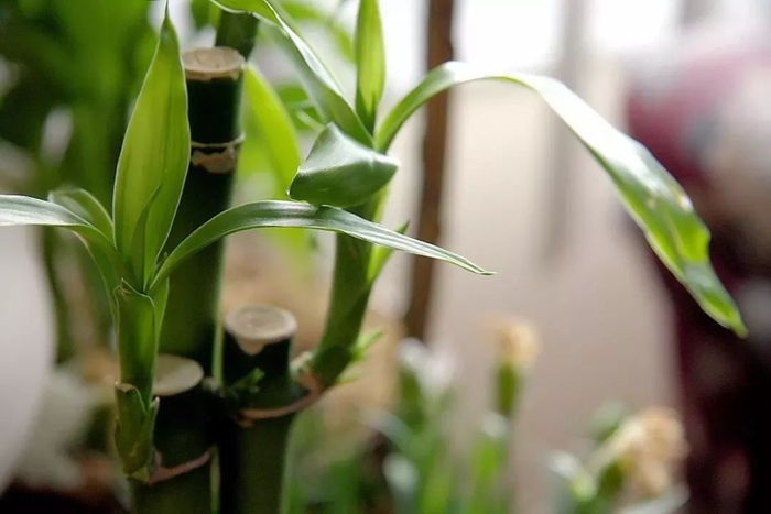并不是带个竹字的植物就是竹子植物,这些假竹子都很好养