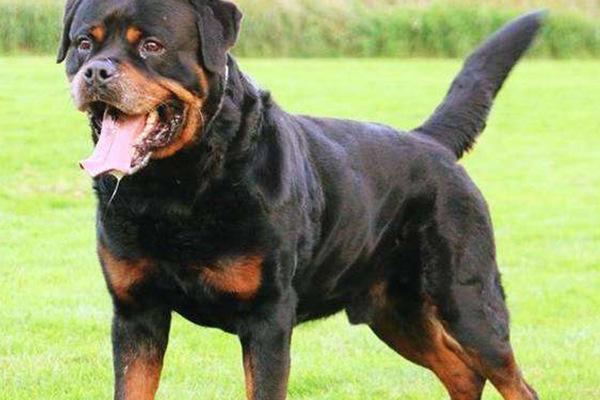 地球上10大猛犬，西藏獒犬和比特犬均上榜，哪种犬最凶猛？|比特犬|猛犬|土佐犬