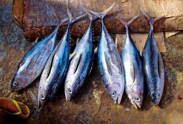 全世界最名贵的5种海鲜，渔民放话：只要遇到一条就退休