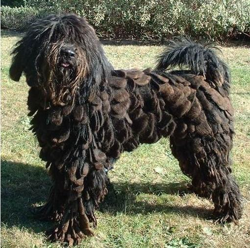 贝加马斯卡牧羊犬，你有听说过吗？看完涨知识啦