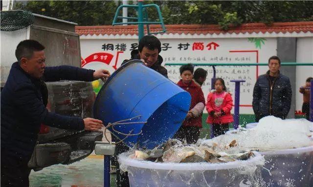 桐楼乡：集体经济见成效 群众分鱼过春节