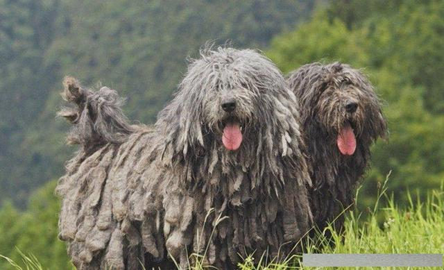 贝加马斯卡牧羊犬，你有听说过吗？看完涨知识啦
