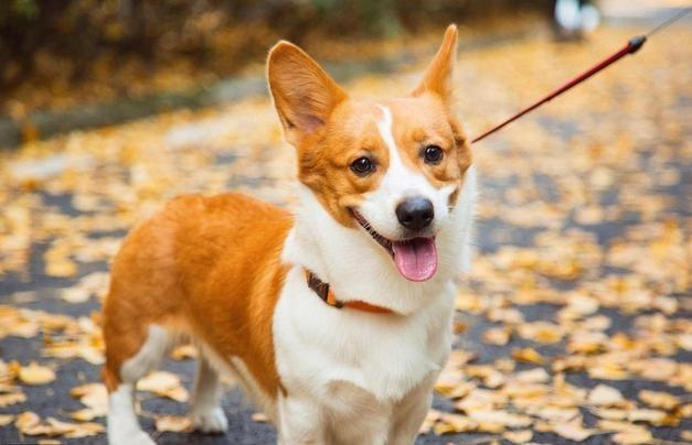 贝加马斯卡牧羊犬，你有听说过吗？看完涨知识啦