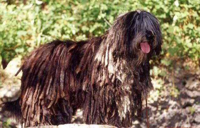 贝加马斯卡牧羊犬，你有听说过吗？看完涨知识啦