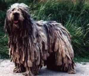 贝加马斯卡牧羊犬，你有听说过吗？看完涨知识啦