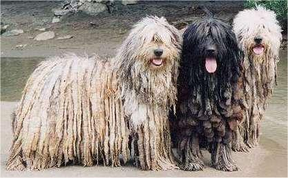 贝加马斯卡牧羊犬，你有听说过吗？看完涨知识啦