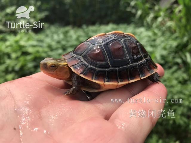 新手选黄缘闭壳龟注意这三点不迷茫「龟谷鳖 新手选黄缘闭壳龟注意这三点不迷茫「龟谷鳖