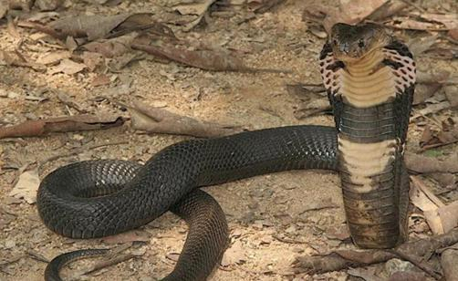 黑曼巴蛇vs眼镜王蛇, 它们到底谁更厉害了? 答案分三种情况