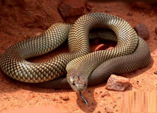 黑曼巴蛇vs眼镜王蛇, 它们到底谁更厉害了? 答案分三种情况