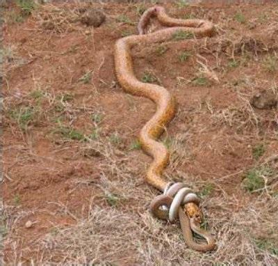 黑曼巴蛇vs眼镜王蛇, 它们到底谁更厉害了? 答案分三种情况