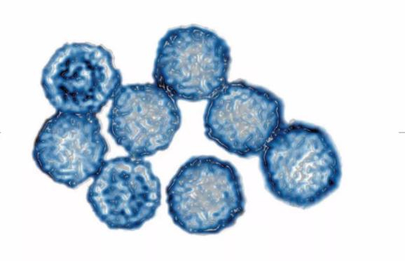 鼻病毒，感冒最常见的元凶