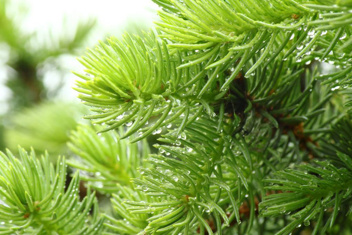 纸浆和阔叶浆一样吗为什么