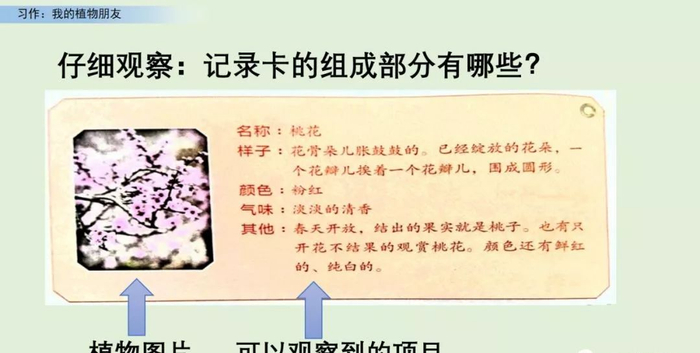 【微课堂】统编语文三年级下册第一单元作文《我的植物朋友》图文解读+写作指导+写作示例