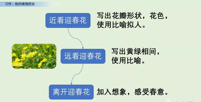 【微课堂】统编语文三年级下册第一单元作文《我的植物朋友》图文解读+写作指导+写作示例