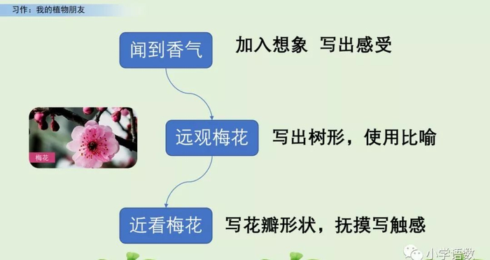 【微课堂】统编语文三年级下册第一单元作文《我的植物朋友》图文解读+写作指导+写作示例