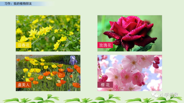 【微课堂】统编语文三年级下册第一单元作文《我的植物朋友》图文解读+写作指导+写作示例