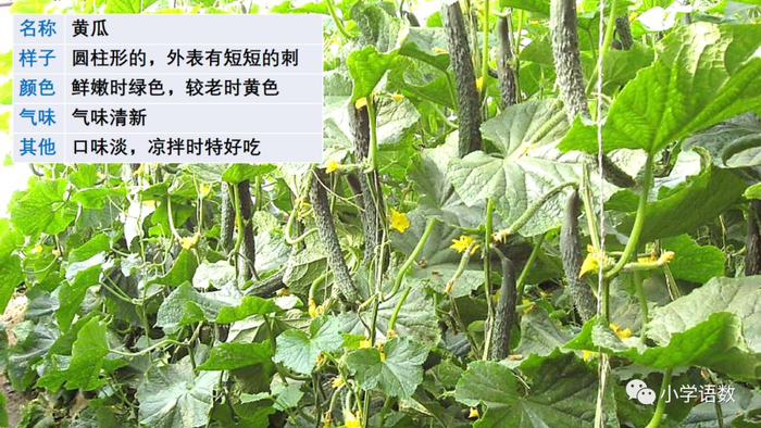 【微课堂】统编语文三年级下册第一单元作文《我的植物朋友》图文解读+写作指导+写作示例