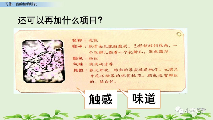 【微课堂】统编语文三年级下册第一单元作文《我的植物朋友》图文解读+写作指导+写作示例