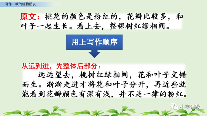 【微课堂】统编语文三年级下册第一单元作文《我的植物朋友》图文解读+写作指导+写作示例