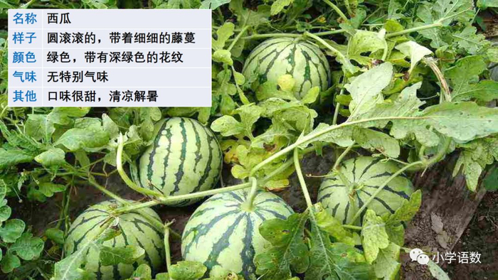 【微课堂】统编语文三年级下册第一单元作文《我的植物朋友》图文解读+写作指导+写作示例