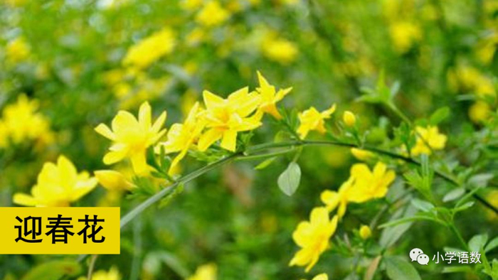 【微课堂】统编语文三年级下册第一单元作文《我的植物朋友》图文解读+写作指导+写作示例