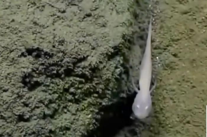 科学家在最深的海沟发现通体白色的“鬼鱼”，经研究大家如获至宝