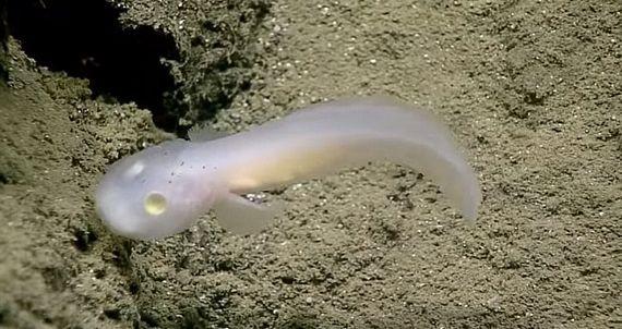 科学家在最深的海沟发现通体白色的“鬼鱼”，经研究大家如获至宝