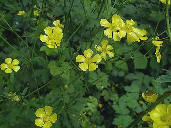 農村溝邊的野草老農叫野芹菜現在賣60一斤價值珍貴