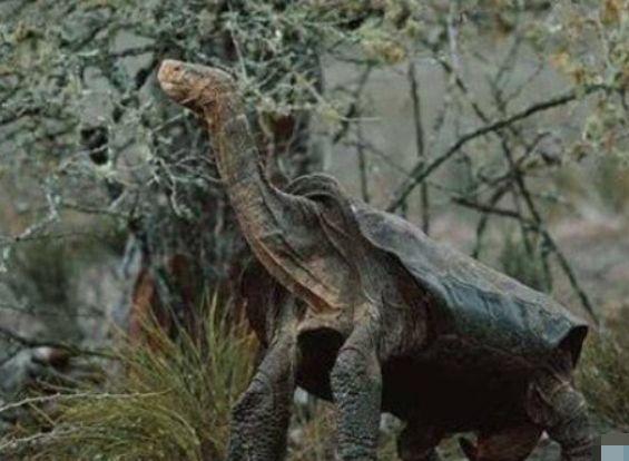 世上最后一只加拉帕戈斯象龟，因对异性无兴趣