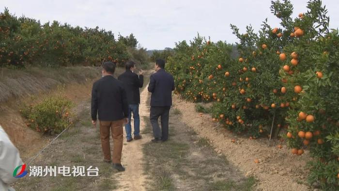 潮州市民爱心接力购买潮州柑，开启了一场温暖人心的接力