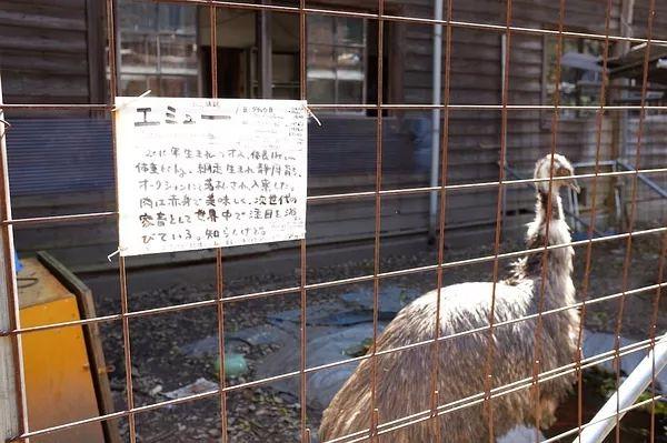 学生们打架斗殴、宿舍厕所男女公用，这个烂到学校都没法管的宿舍究竟是如何培养出诺奖得主的？