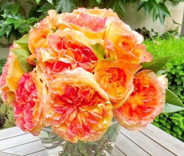 喜欢月季不妨养盆精品月季橘子酱花色靓丽芳香四溢