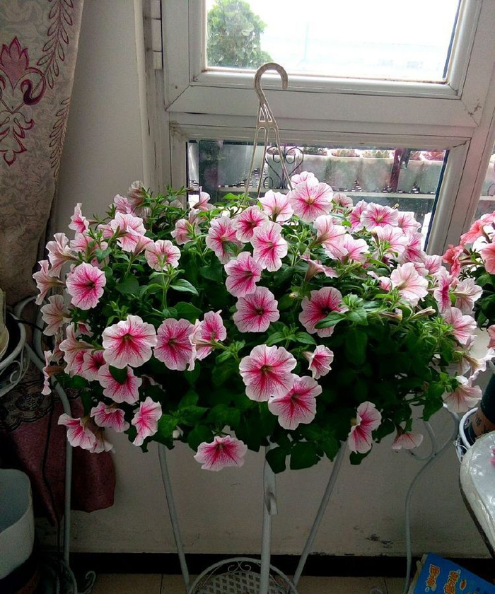 喜欢月季不妨养盆精品月季橘子酱花色靓丽芳香四溢