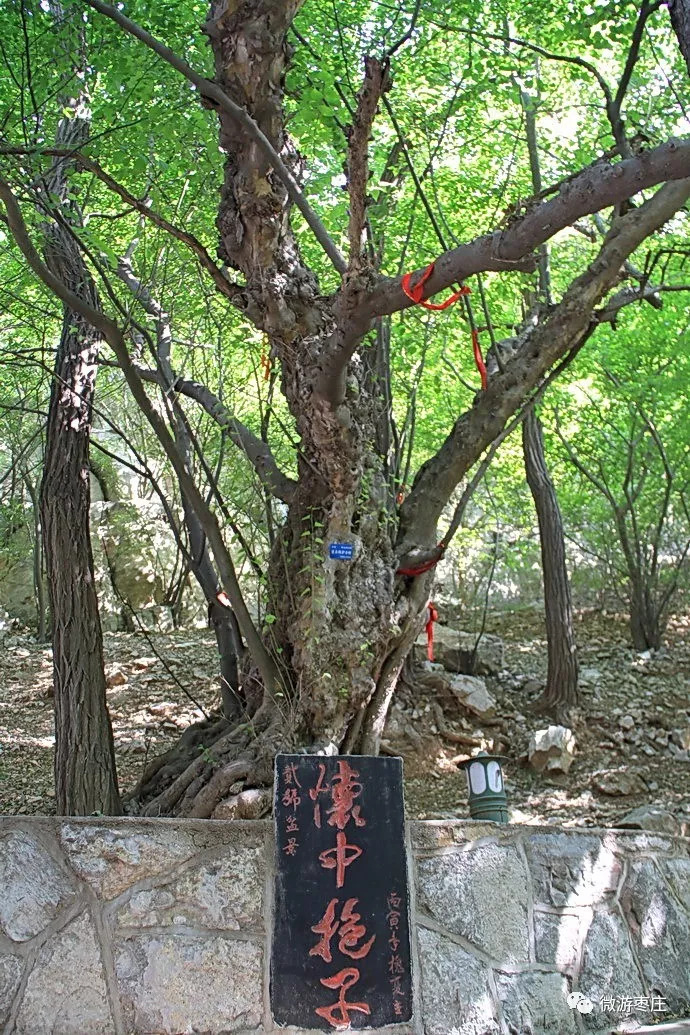 峄城千年古青檀树_新浪新闻