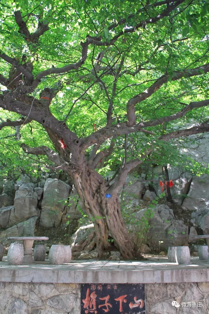 峄城千年古青檀树