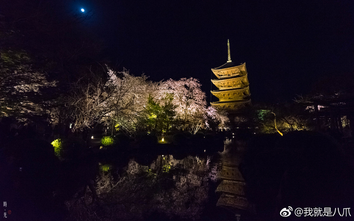 每一年京都东寺的夜樱都是美腻的画面,月光之下百年不二樱