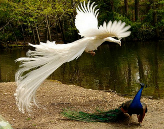 十张白绿孔雀打架的照片实在是美的不像话