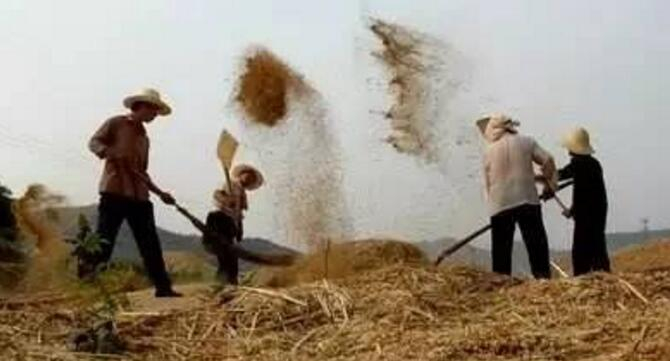 作为农村人,你还记得那年割麦,打场,扬场,堆草垛的情景吗!