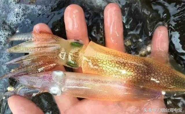 笔管鱼也分许多种,若吃到黄金笔管鱼你可就赚了!!|笔管|鱿鱼|鱼_新浪新闻