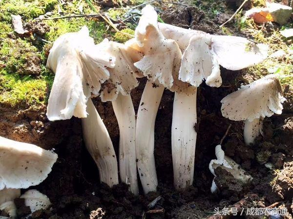 野生鸡枞菌，攀枝花深山秘境里孕育的美味
