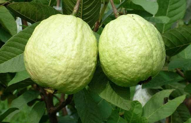 鸡屎果叶子的功效？