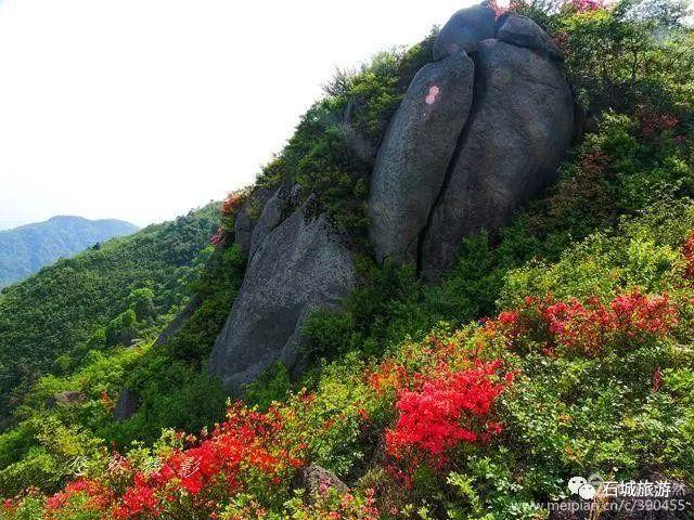 石城小松仙桃景区图片