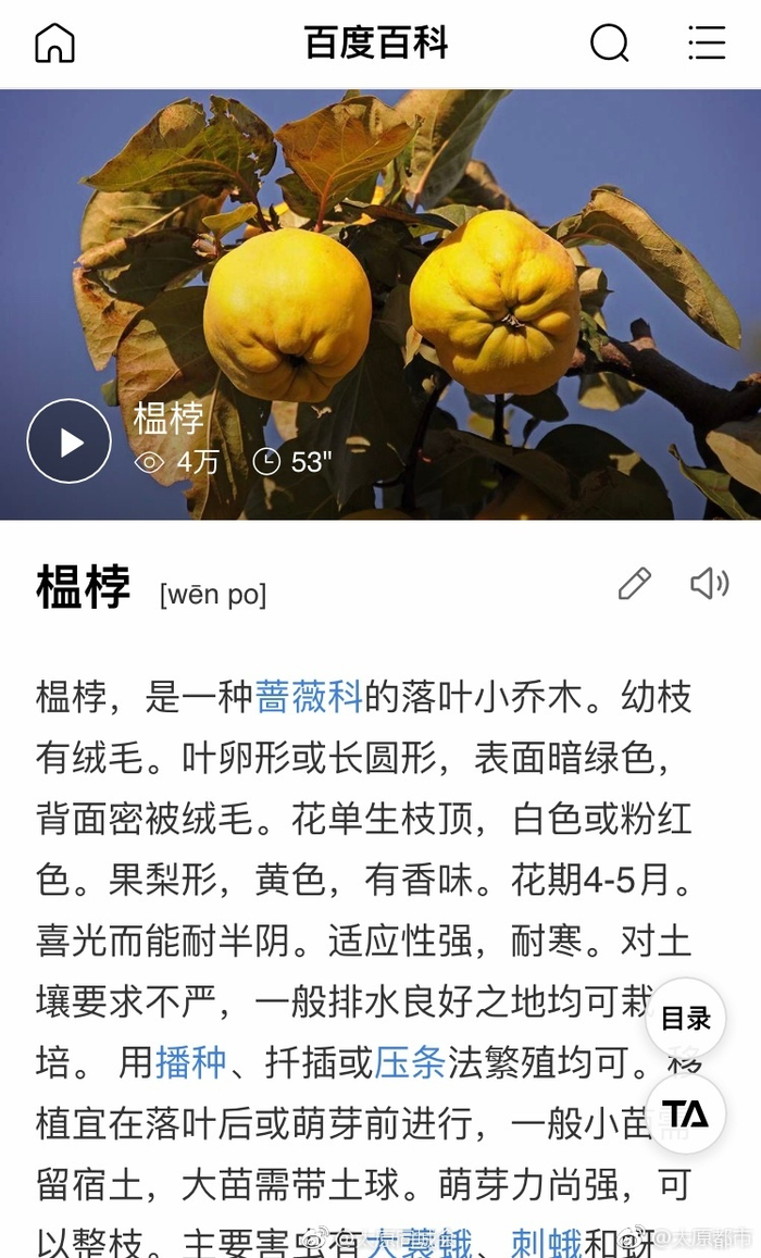 seo网站宀金苹果效果好卩