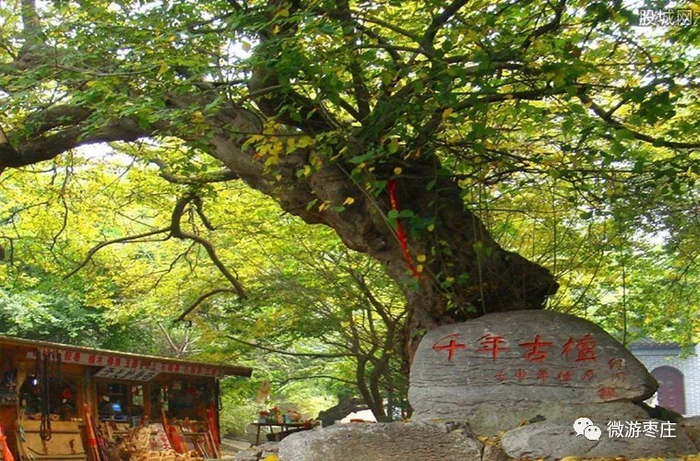 峄城千年古青檀树_新浪新闻