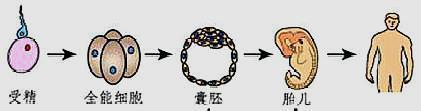 生命之初,受精卵是怎样从卵巢到达子宫的?好艰难的过程,看哭了