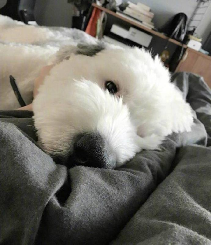 这只很像史努比的狗狗,原来是只英国古牧犬,你有没有被吸引?
