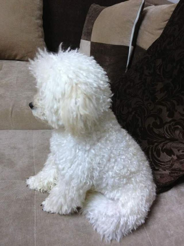 可是金毛把钱收得严实严实的 担心被泰迪拿走!